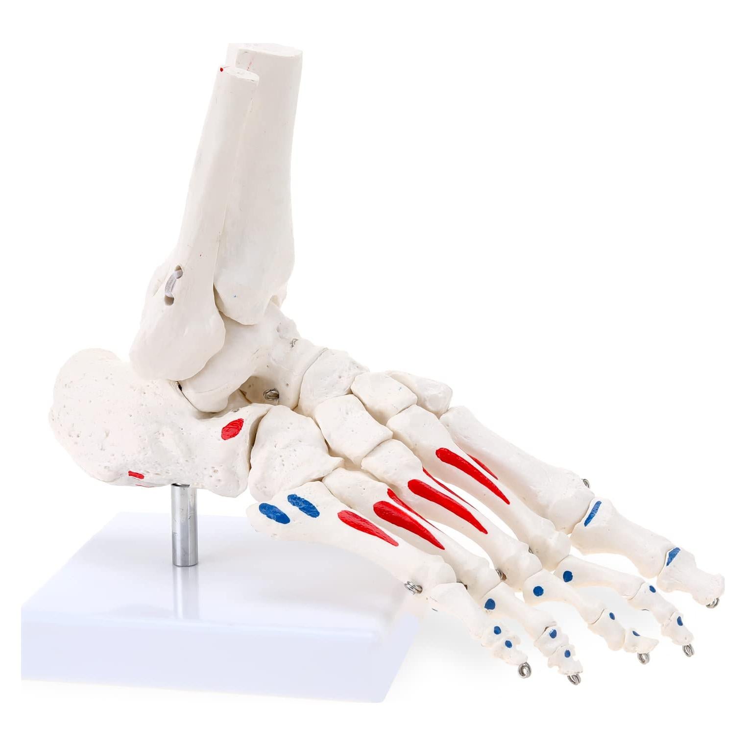 Modelo de Esqueleto de Pie Humano RONTEN a Tamaño Real