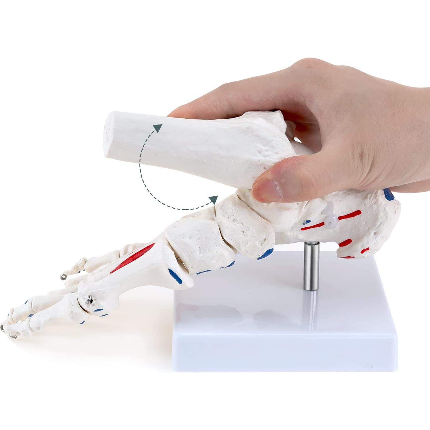 Modelo de Esqueleto de Pie Humano RONTEN a Tamaño Real