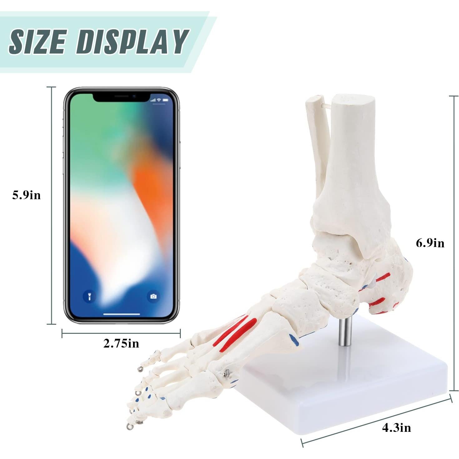 Modelo de Esqueleto de Pie Humano RONTEN a Tamaño Real
