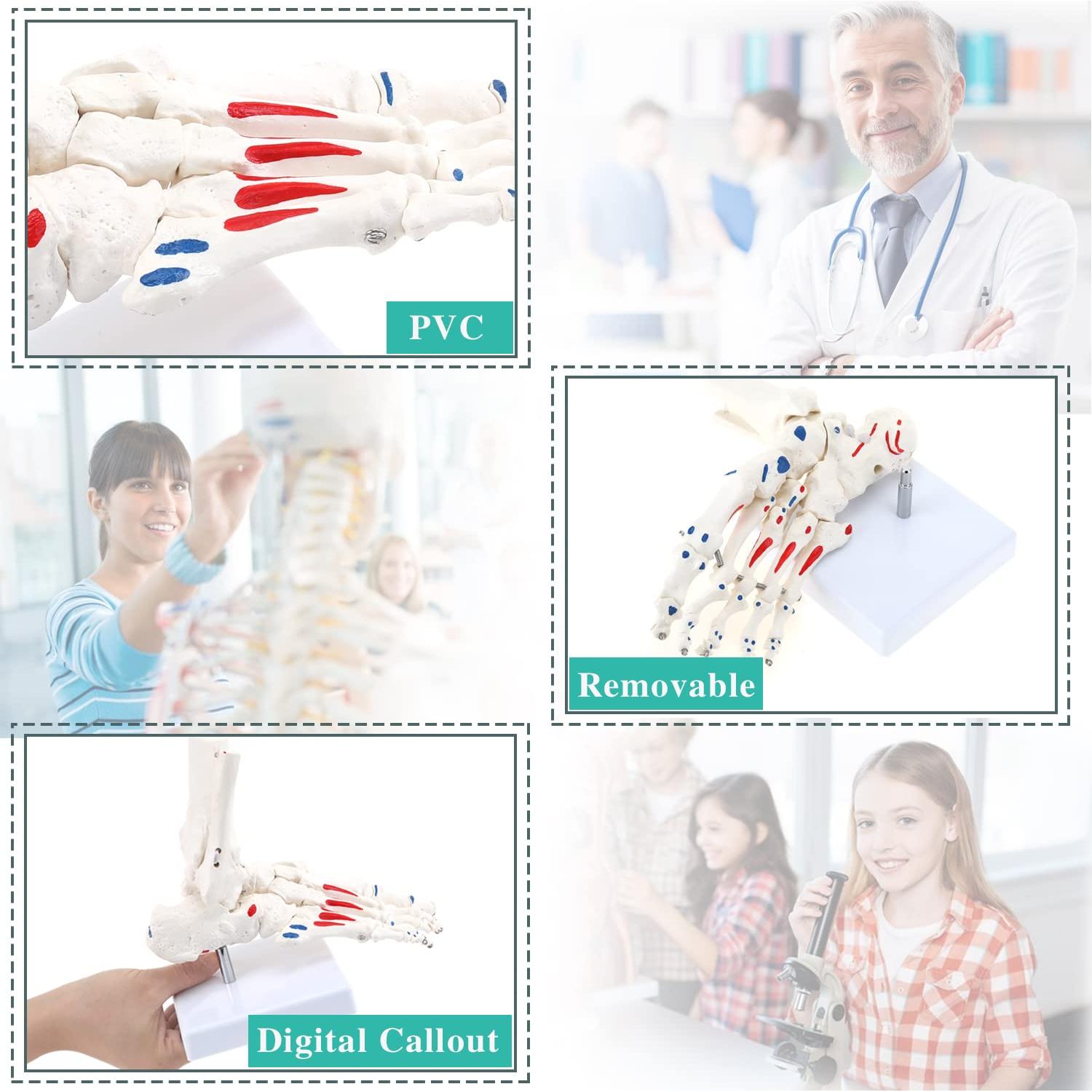 Modelo de Esqueleto de Pie Humano RONTEN a Tamaño Real