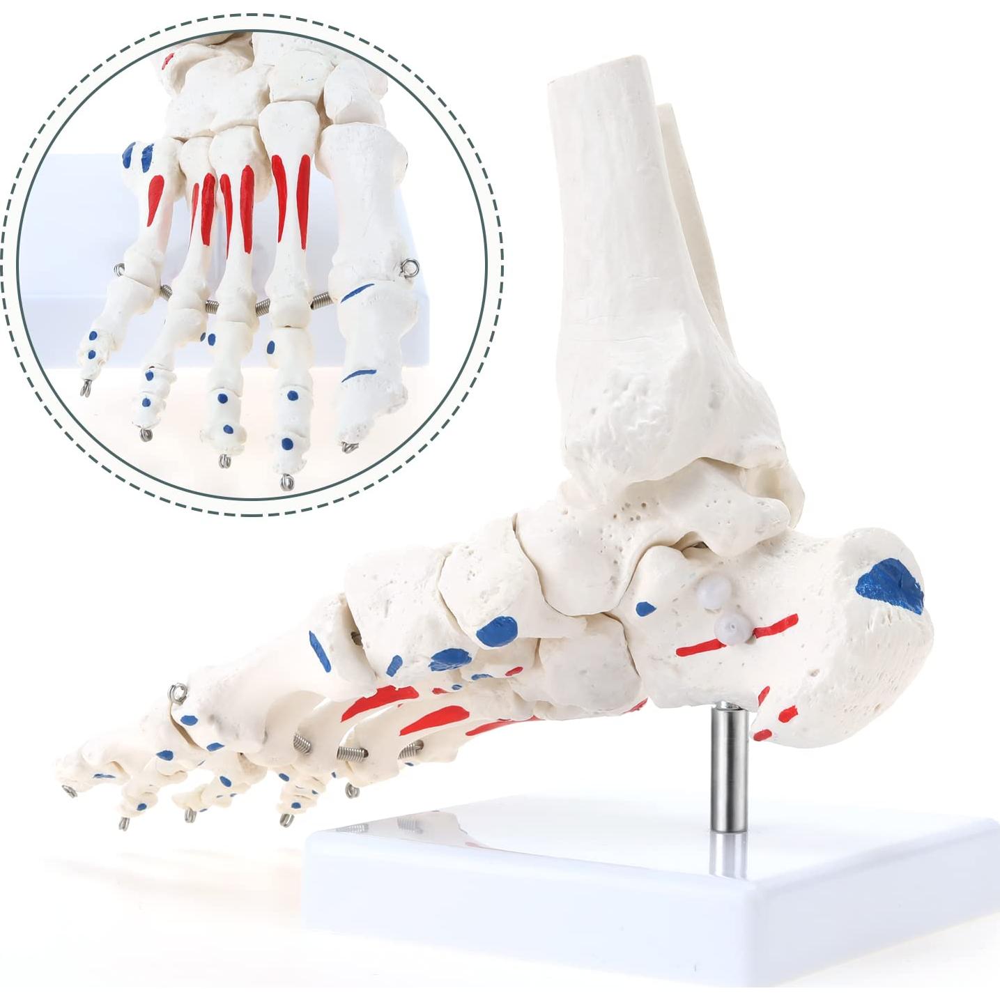 Modelo de Esqueleto de Pie Humano RONTEN a Tamaño Real