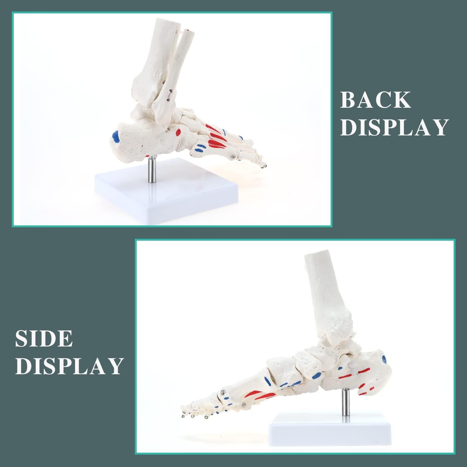 Modelo de Esqueleto de Pie Humano RONTEN a Tamaño Real