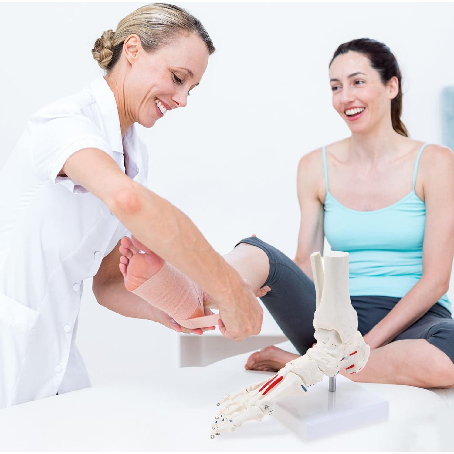 Modelo de Esqueleto de Pie Humano RONTEN a Tamaño Real