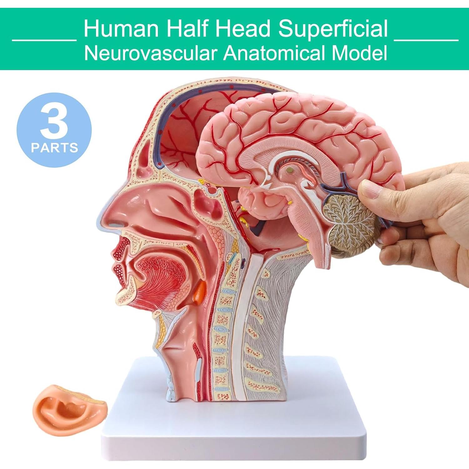 Modelo de Cabeza Humana Realista Merinden con Cerebro Removible