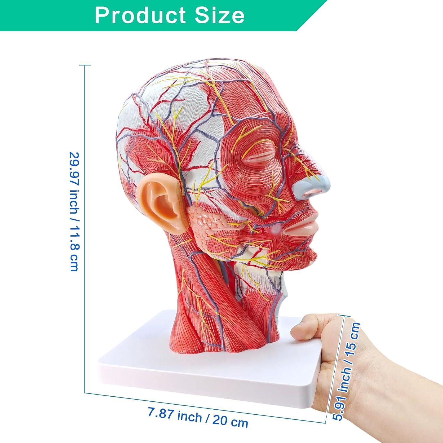 Modelo de Cabeza Humana Realista Merinden con Cerebro Removible