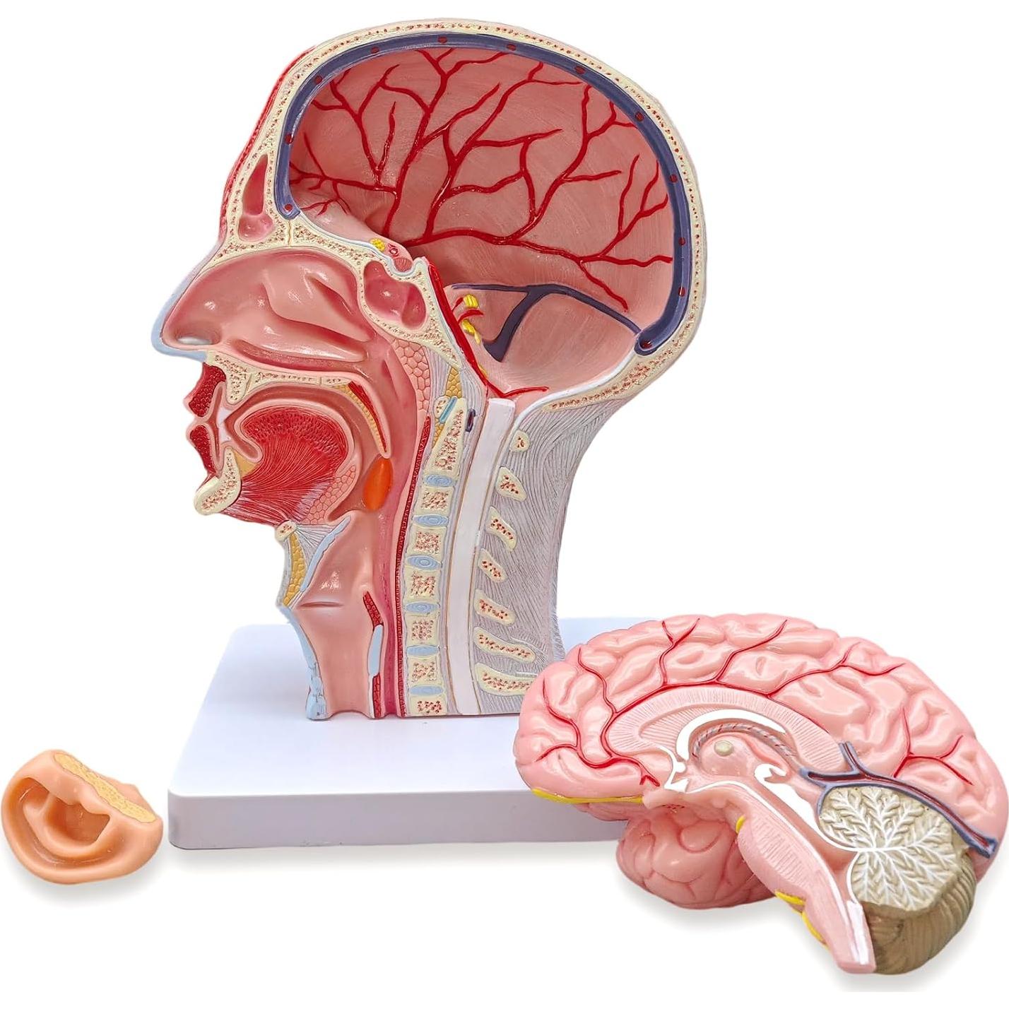 Modelo de Cabeza Humana Realista Merinden con Cerebro Removible