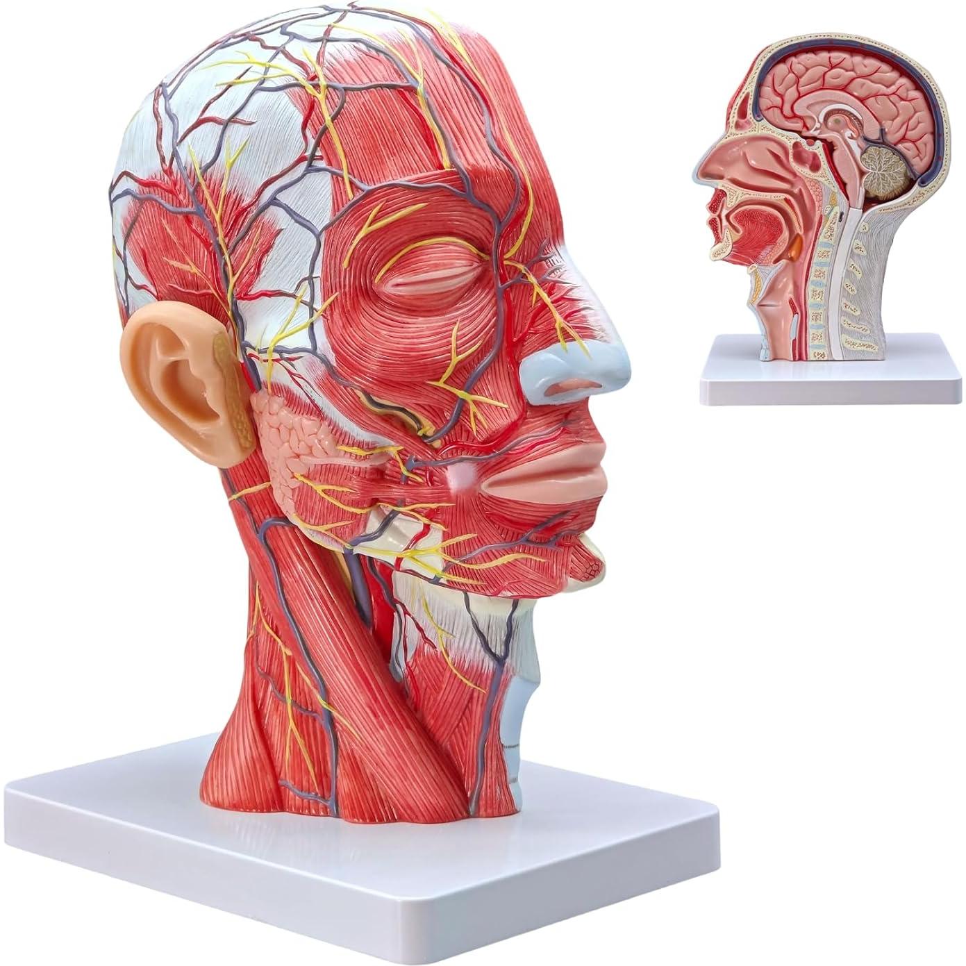 Modelo de Cabeza Humana Realista Merinden con Cerebro Removible