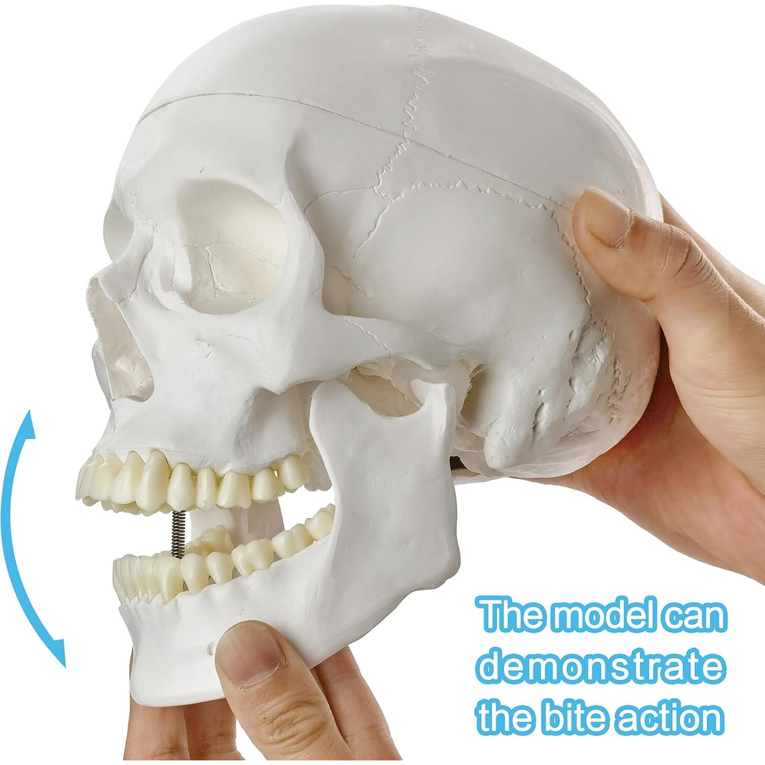 Modelo Anatómico de Cráneo Humano HADWYN 2025 Detallado