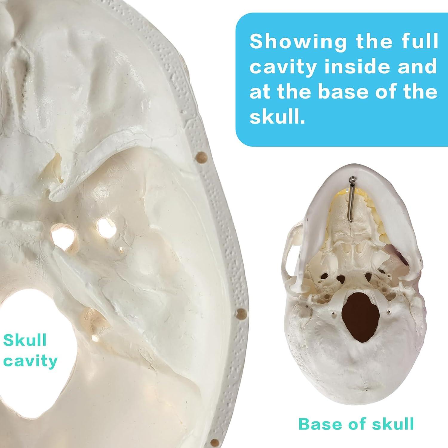 Modelo Anatómico de Cráneo Humano HADWYN 2025 Detallado