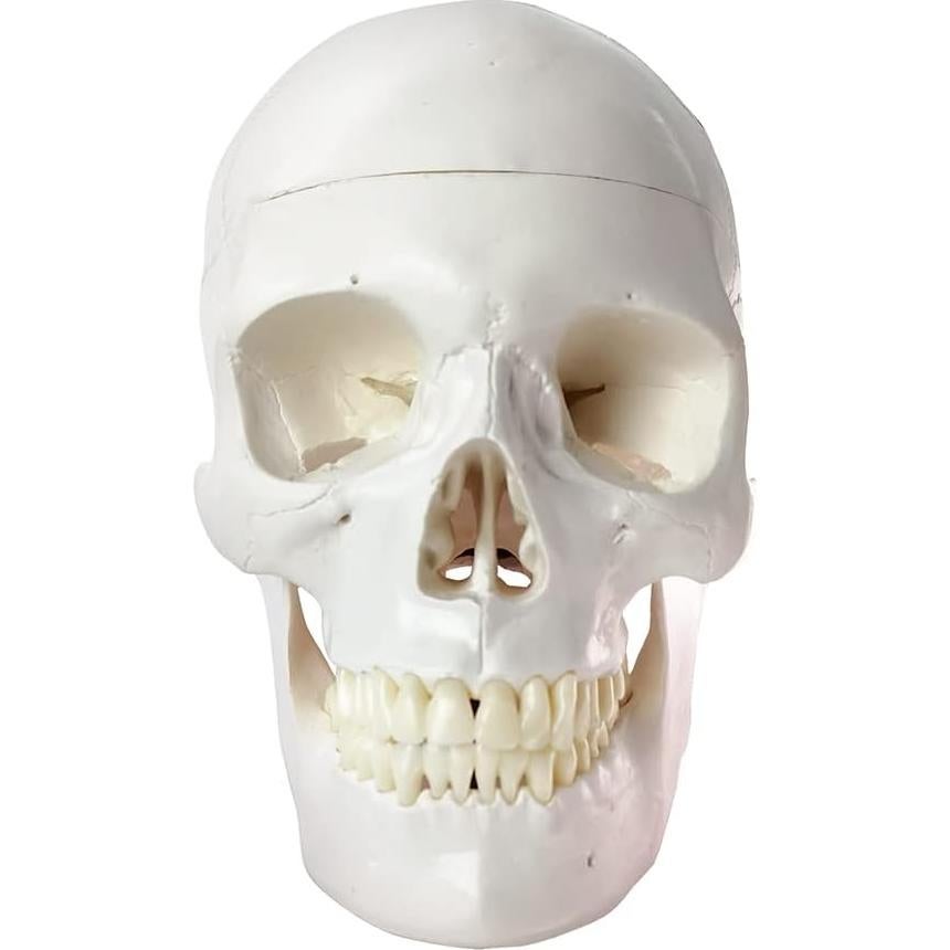 Modelo Anatómico de Cráneo Humano HADWYN 2025 Detallado