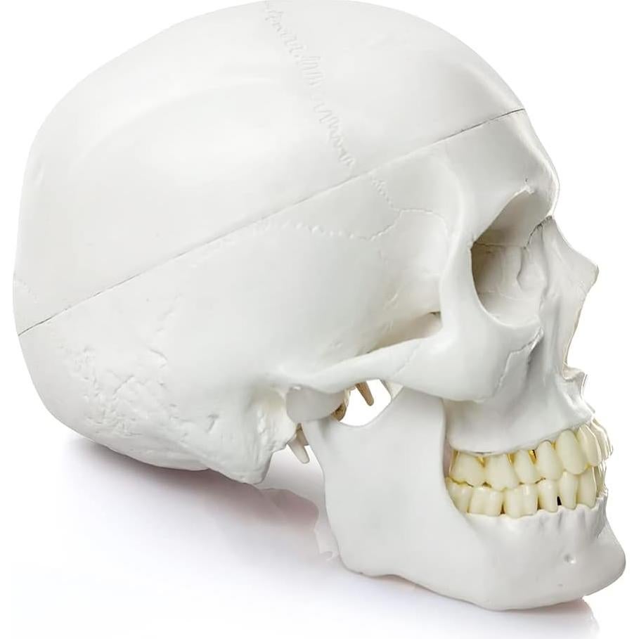 Modelo Anatómico de Cráneo Humano HADWYN 2025 Detallado