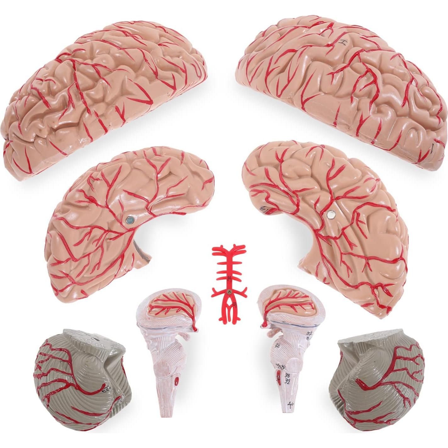 Modelo de Cerebro Humano LYOU 8 Partes PVC Educativo 13.97 cm
