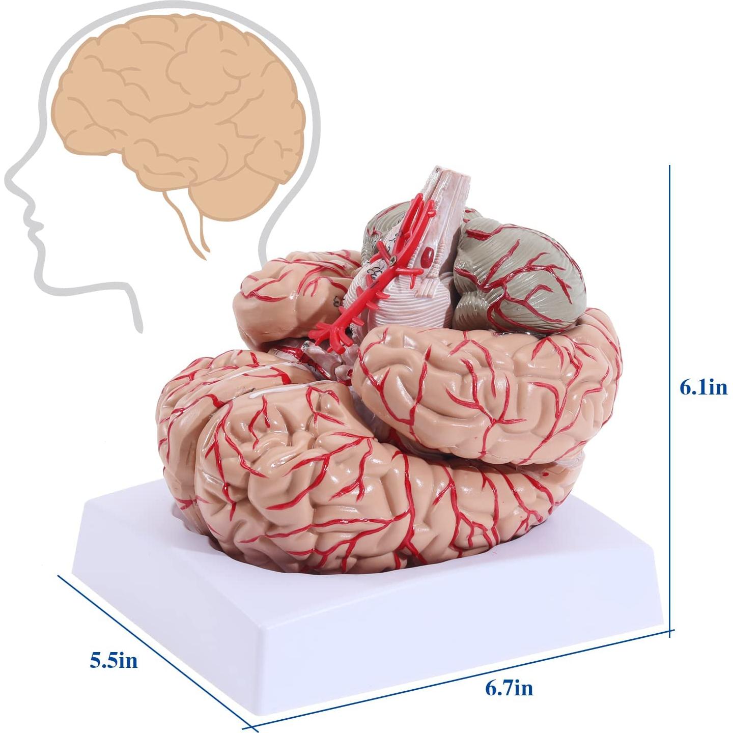 Modelo de Cerebro Humano LYOU 8 Partes PVC Educativo 13.97 cm
