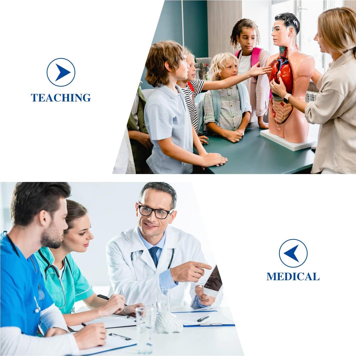 Modelo de Cerebro Humano LYOU 8 Partes PVC Educativo 13.97 cm