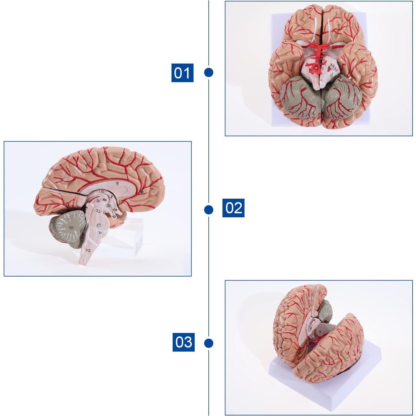 Modelo de Cerebro Humano LYOU 8 Partes PVC Educativo 13.97 cm