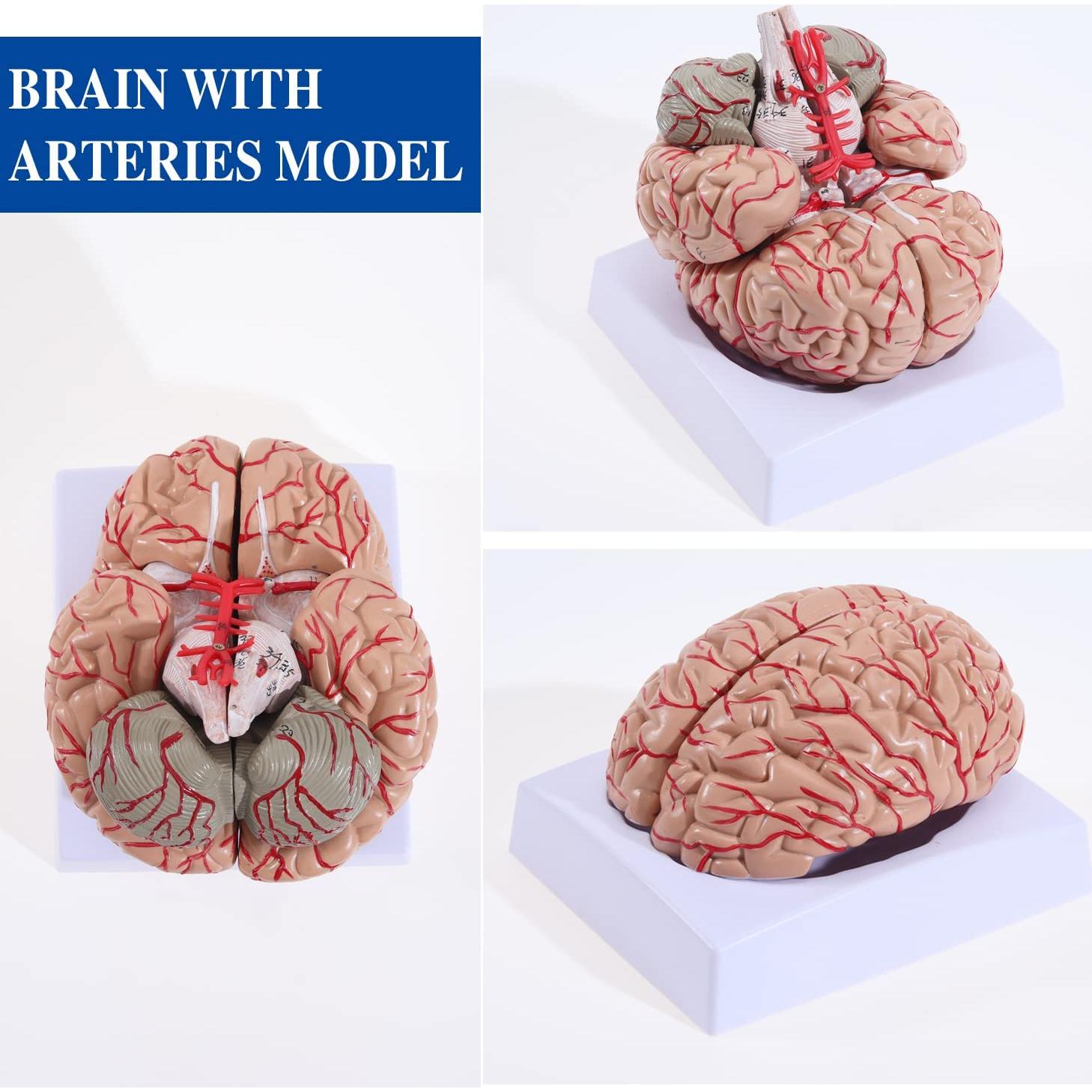 Modelo de Cerebro Humano LYOU 8 Partes PVC Educativo 13.97 cm