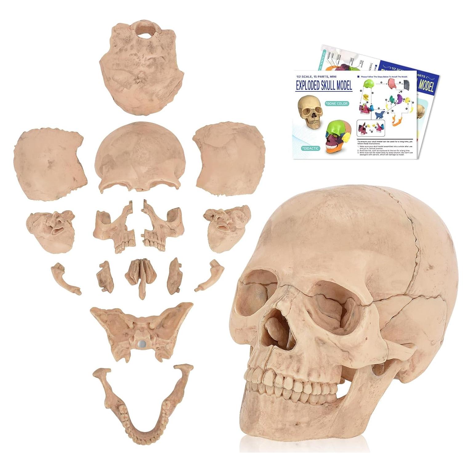 Modelo de Cráneo Humano Desmontable SimCoach 15 Piezas Blanco