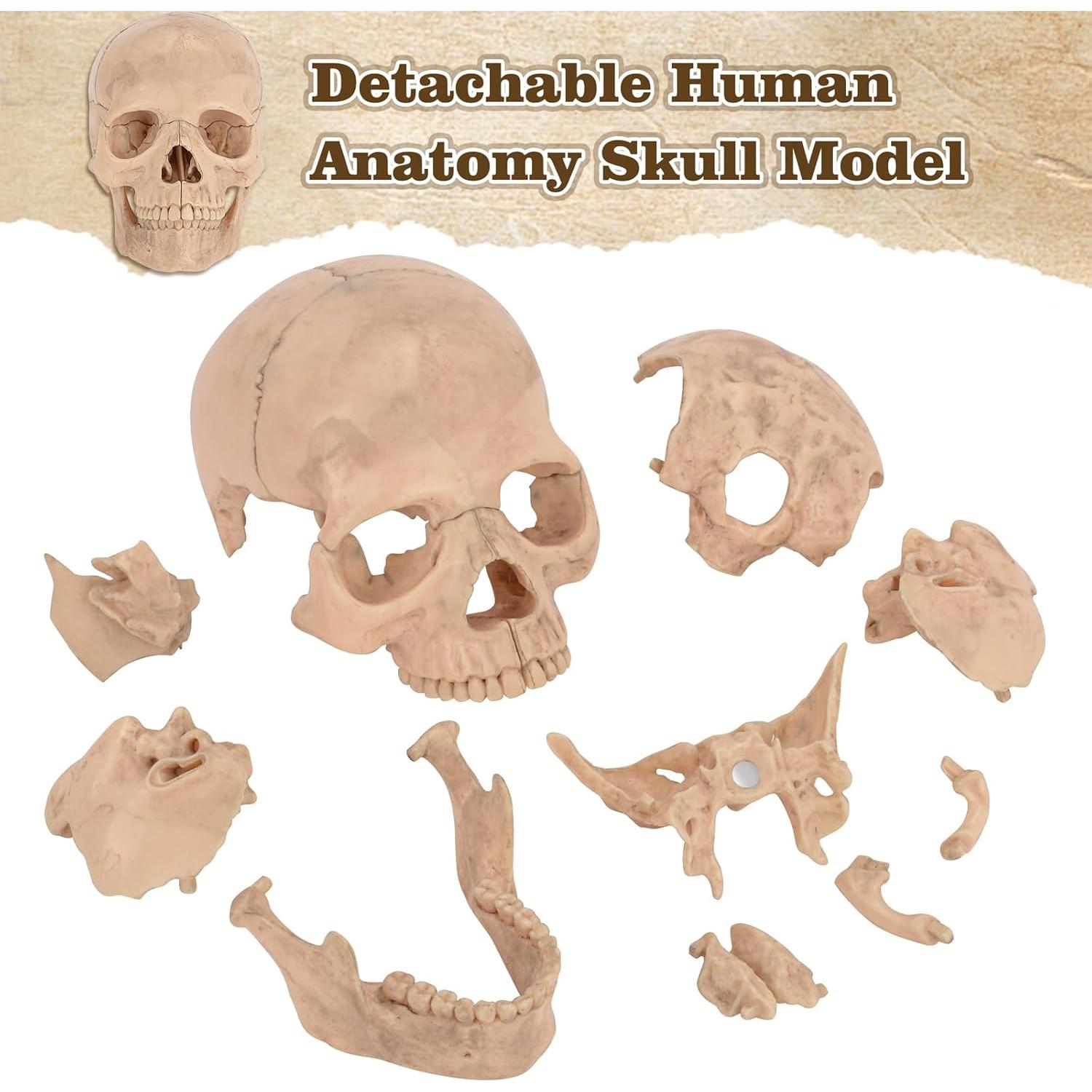 Modelo de Cráneo Humano Desmontable SimCoach 15 Piezas Blanco