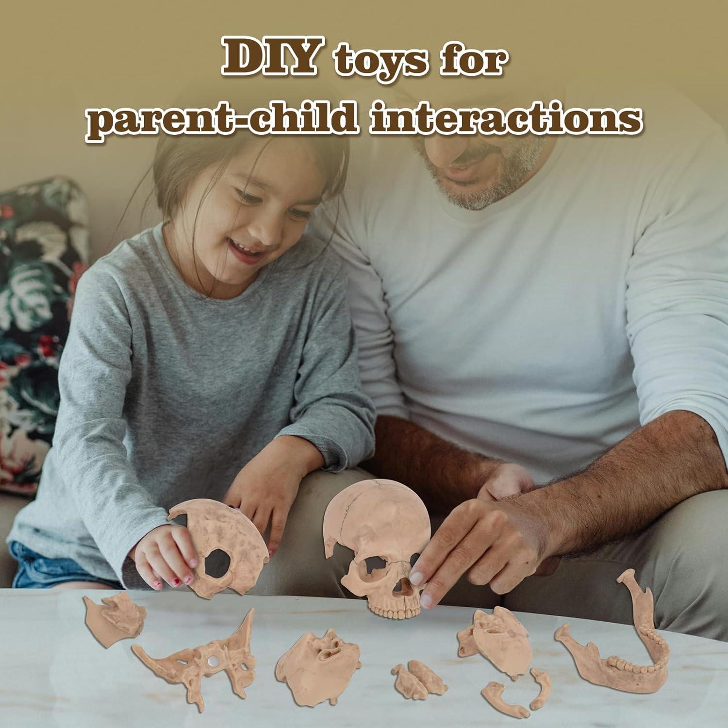 Modelo de Cráneo Humano Desmontable SimCoach 15 Piezas Blanco