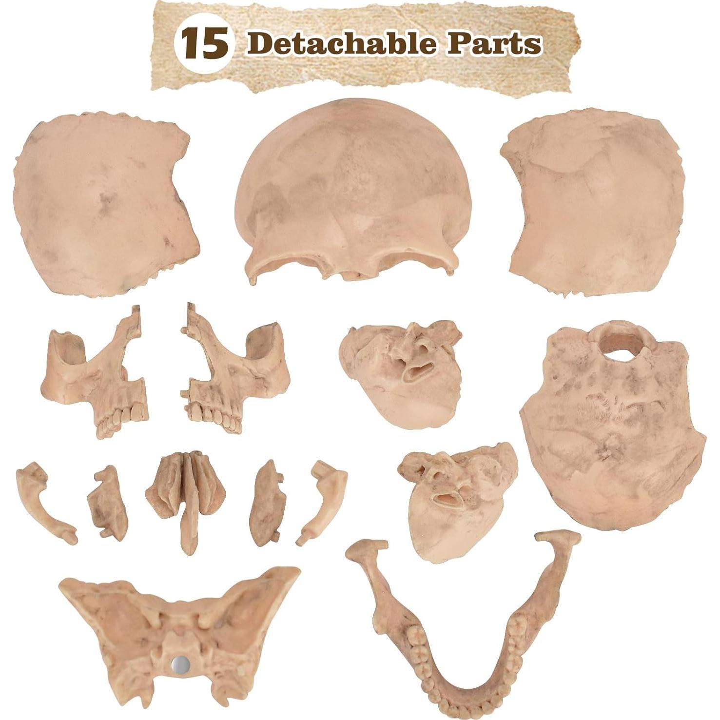 Modelo de Cráneo Humano Desmontable SimCoach 15 Piezas Blanco