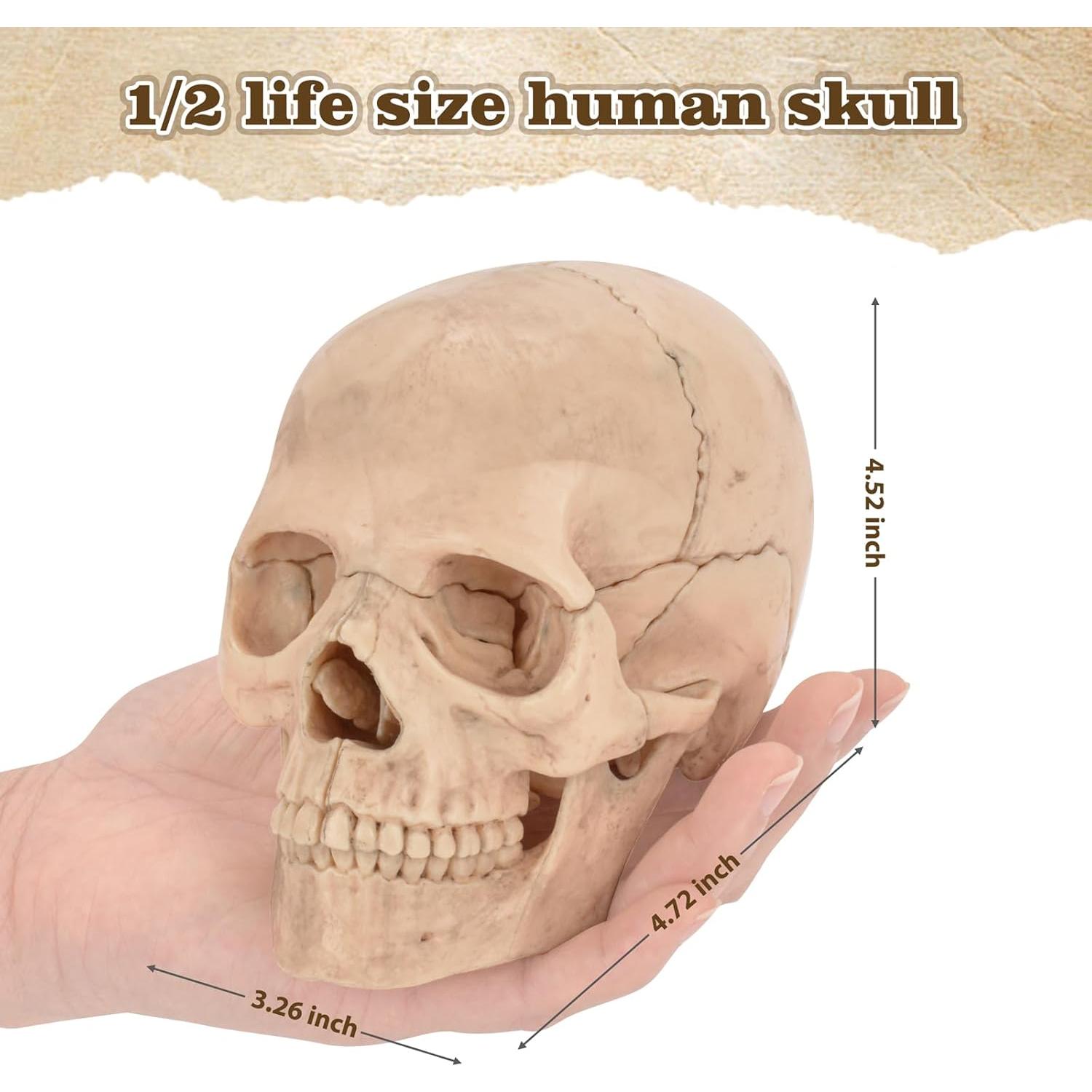 Modelo de Cráneo Humano Desmontable SimCoach 15 Piezas Blanco