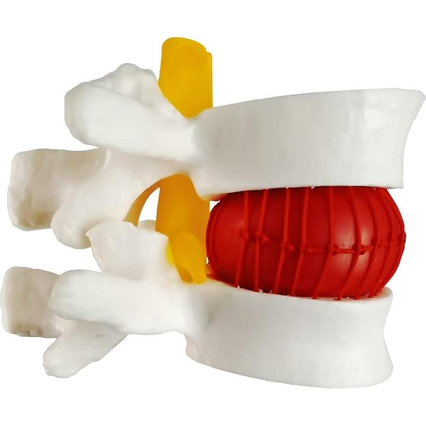 Modelo Anatómico de Columna Lumbar Humano NUEVO 2025 - PVC