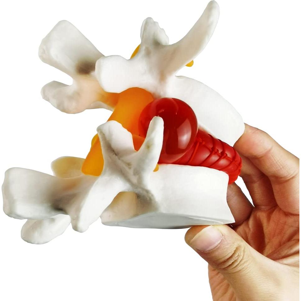 Modelo Anatómico de Columna Lumbar Humano NUEVO 2025 - PVC