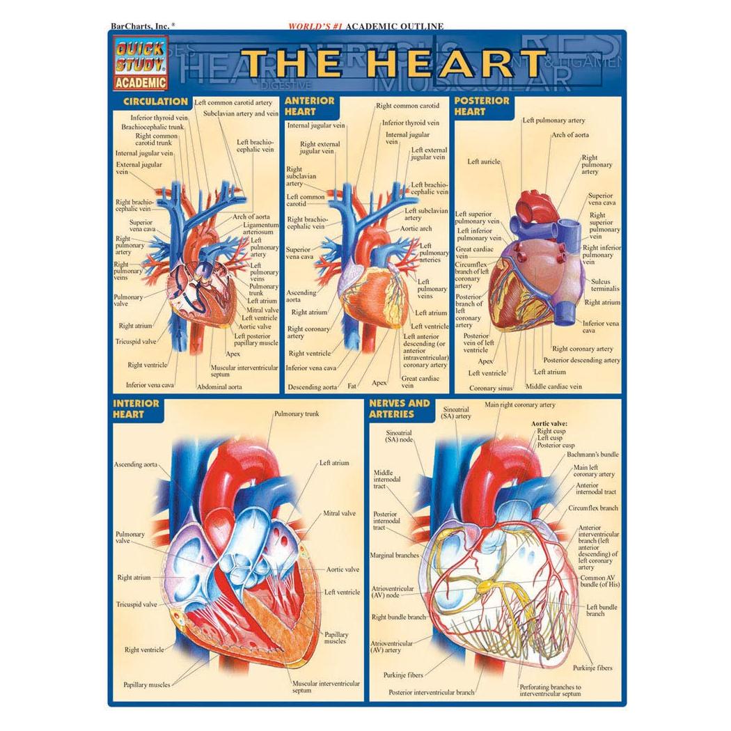 Heart QuickStudy Laminated Reference Guide (QuickStudy Academic)