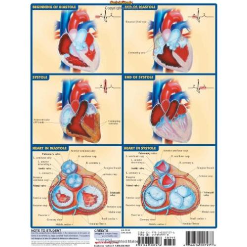 Heart QuickStudy Laminated Reference Guide (QuickStudy Academic)