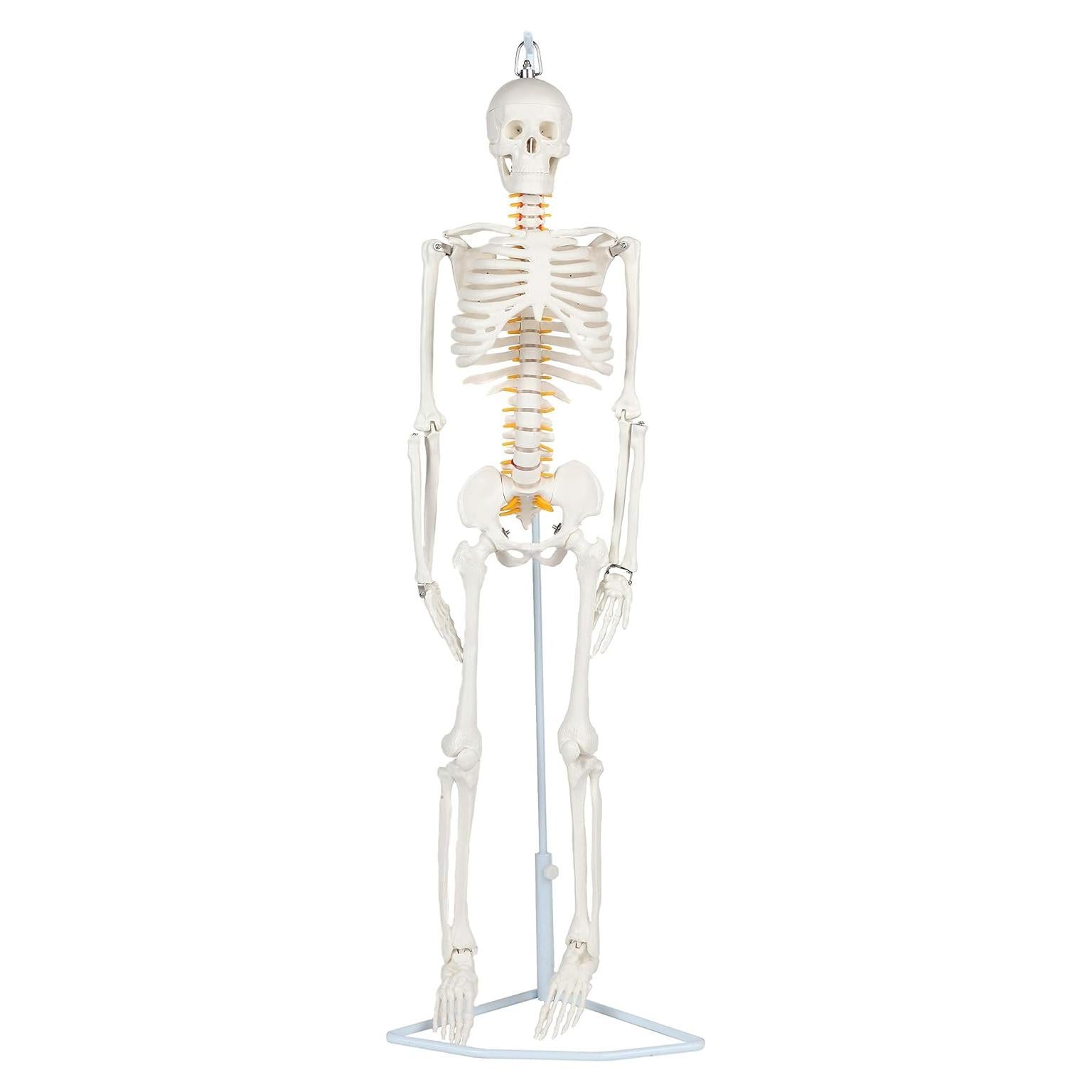 Modelo Esquelético Humano Miniatura Flexible 89 cm Laboratorio