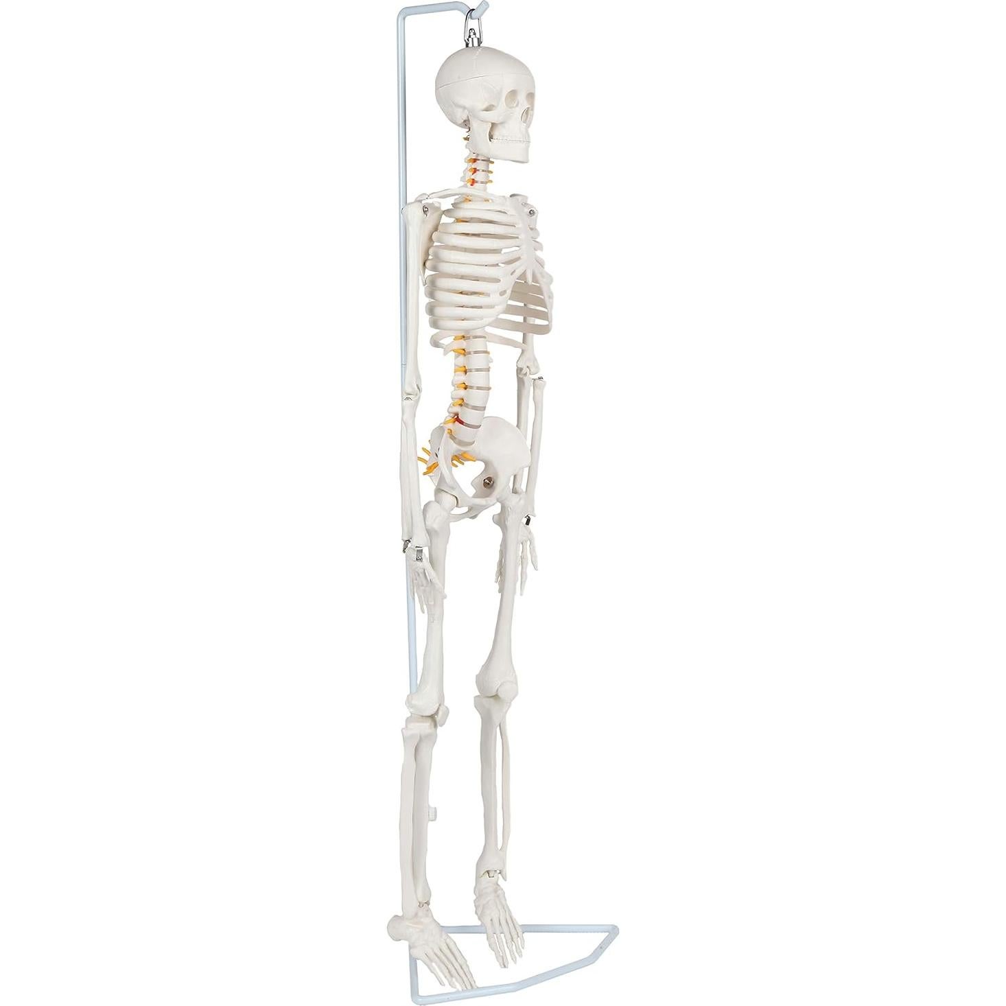 Modelo Esquelético Humano Miniatura Flexible 89 cm Laboratorio