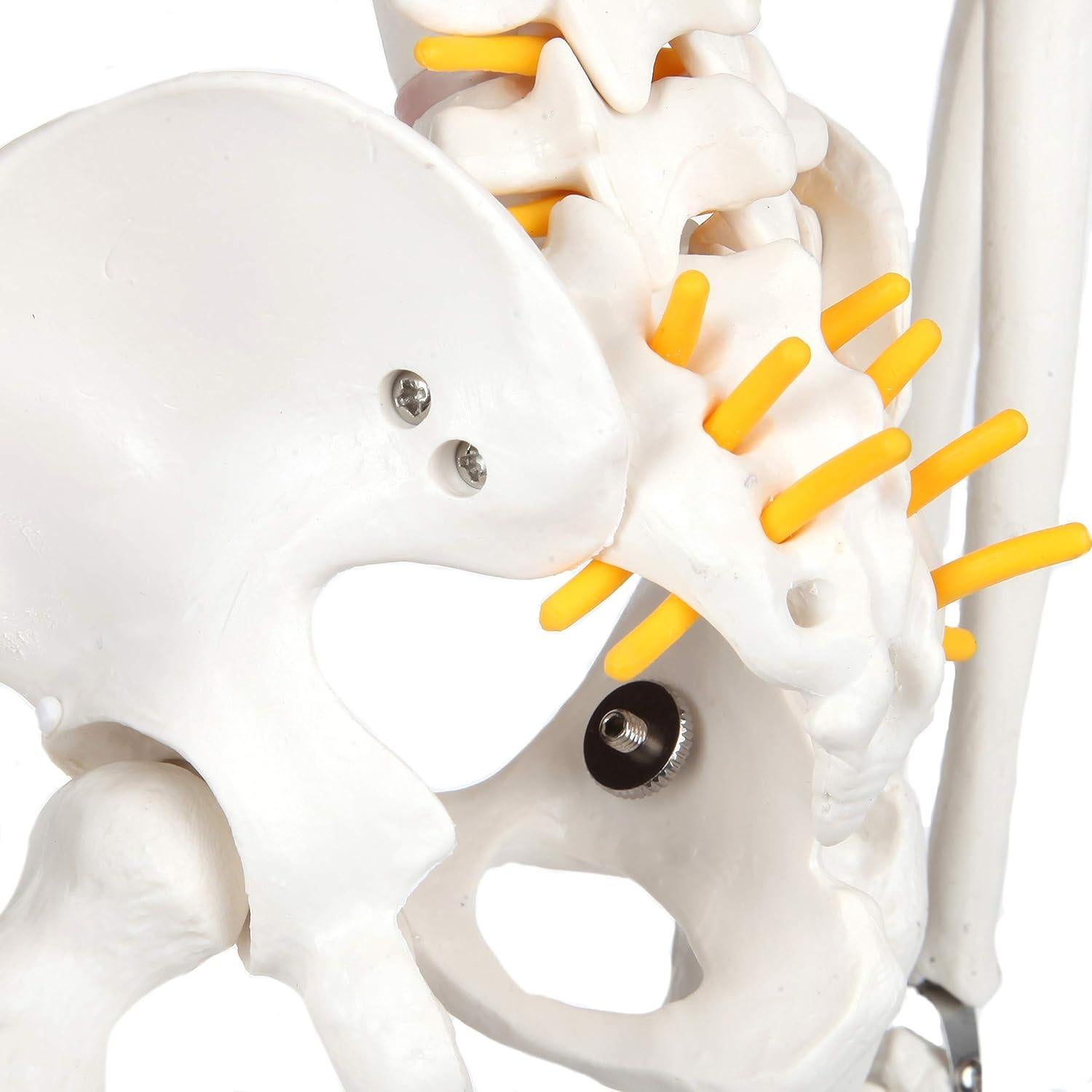 Modelo Esquelético Humano Miniatura Flexible 89 cm Laboratorio