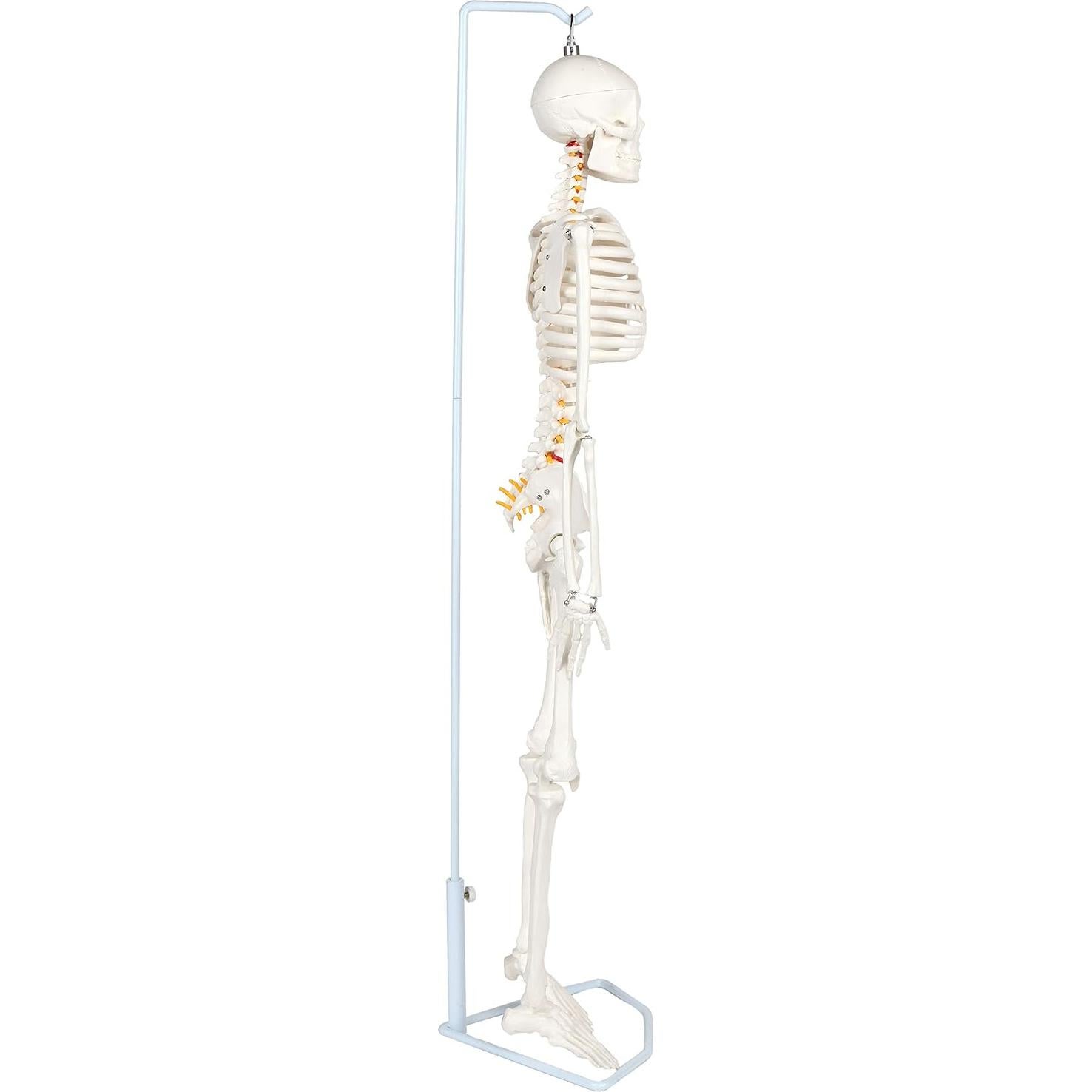 Modelo Esquelético Humano Miniatura Flexible 89 cm Laboratorio