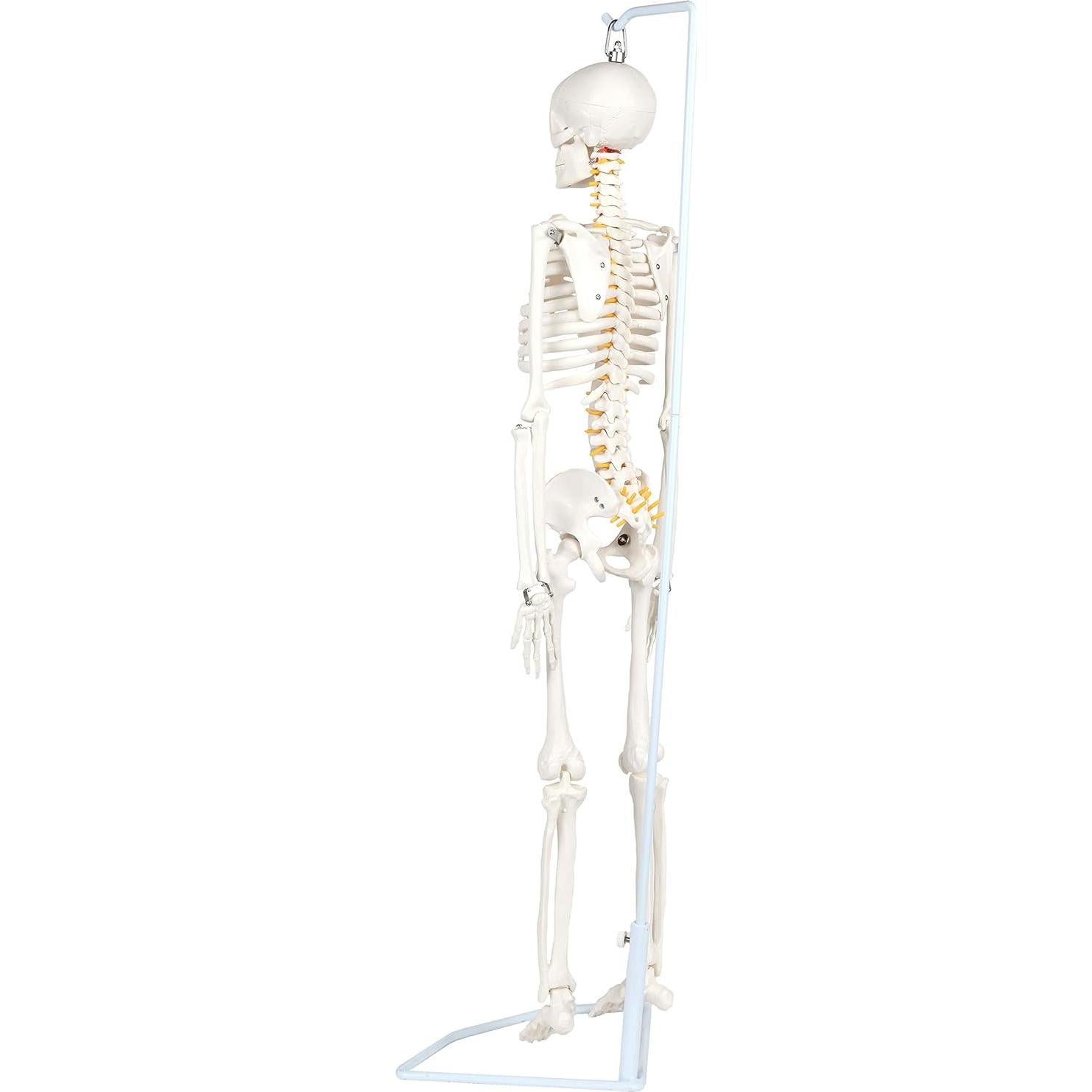Modelo Esquelético Humano Miniatura Flexible 89 cm Laboratorio