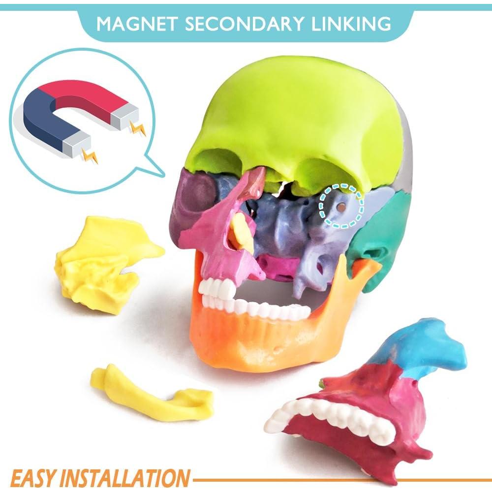 Modelo de Cráneo Humano 15 Piezas NUEVO HORIZONTE Colorido