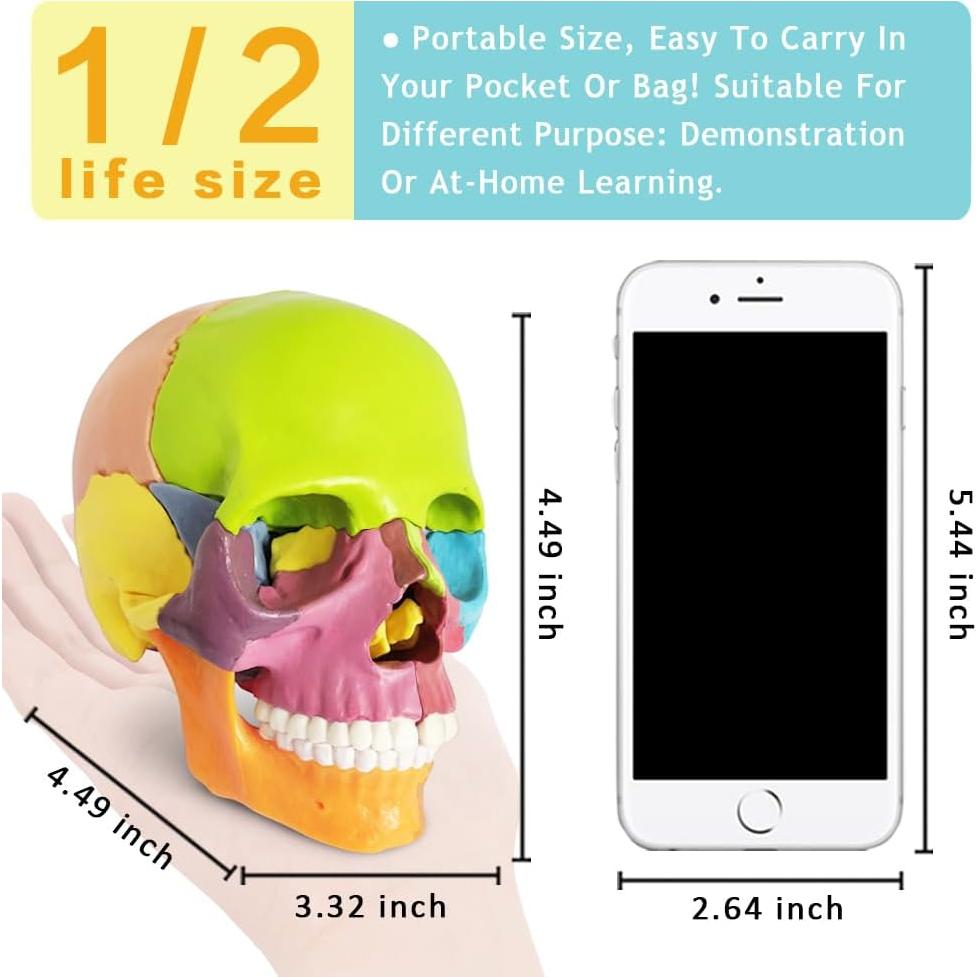 Modelo de Cráneo Humano 15 Piezas NUEVO HORIZONTE Colorido