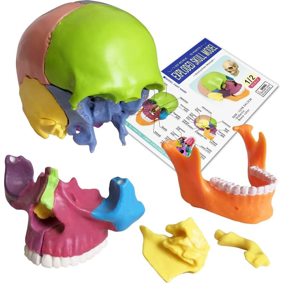 Modelo de Cráneo Humano 15 Piezas NUEVO HORIZONTE Colorido