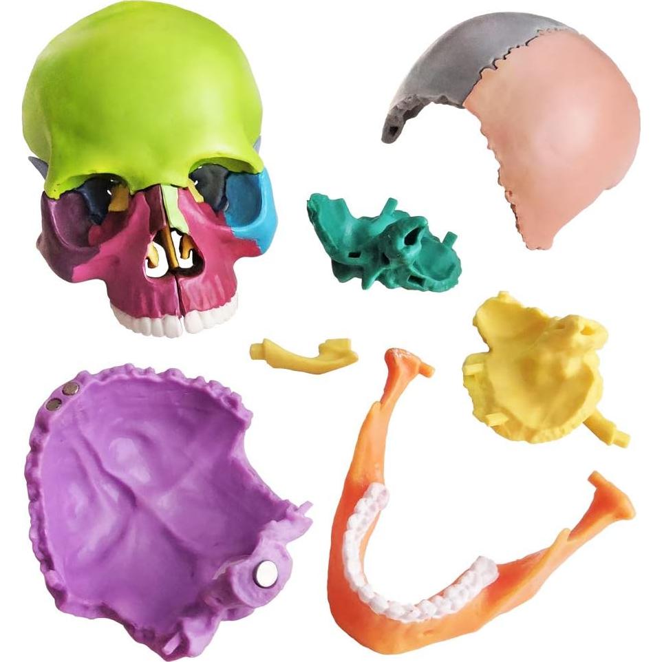 Modelo de Cráneo Humano 15 Piezas NUEVO HORIZONTE Colorido
