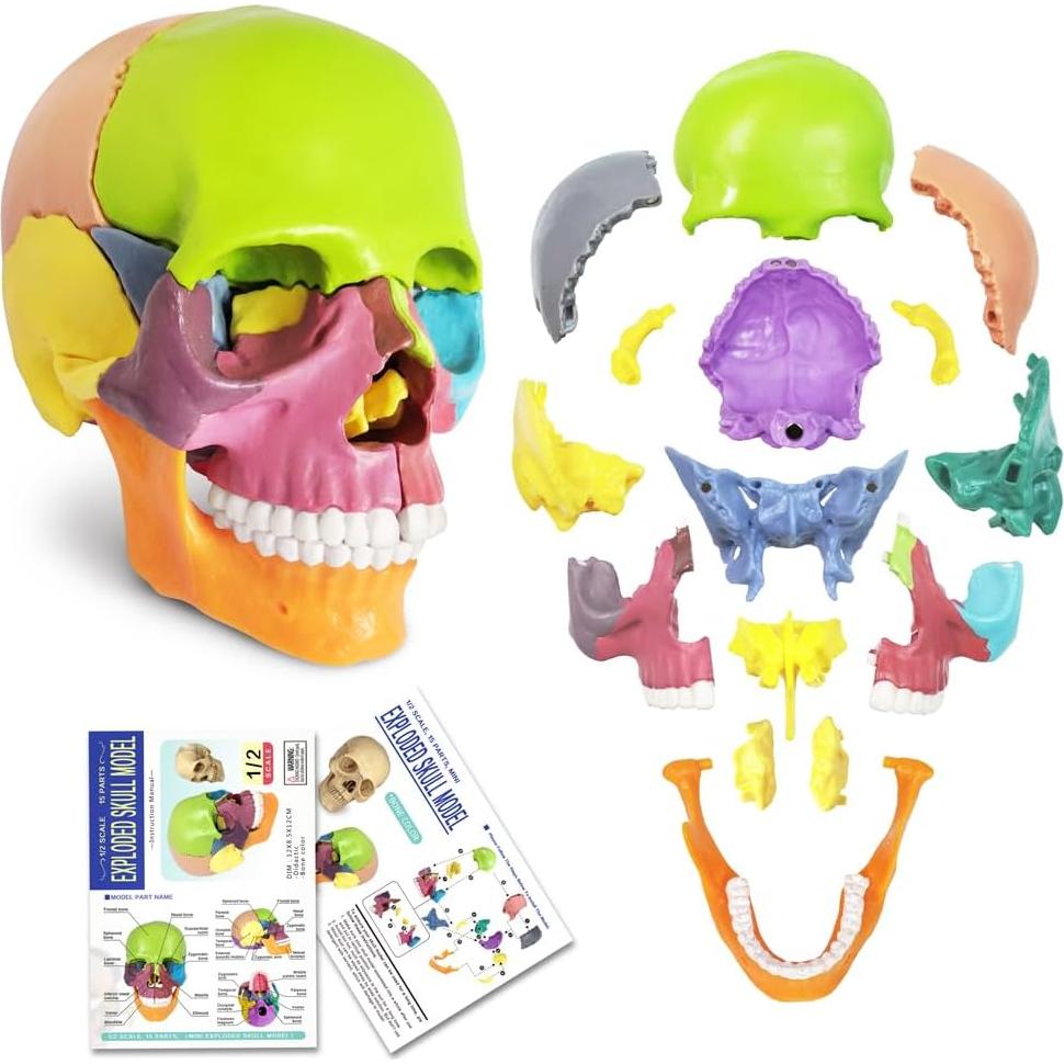 Modelo de Cráneo Humano 15 Piezas NUEVO HORIZONTE Colorido