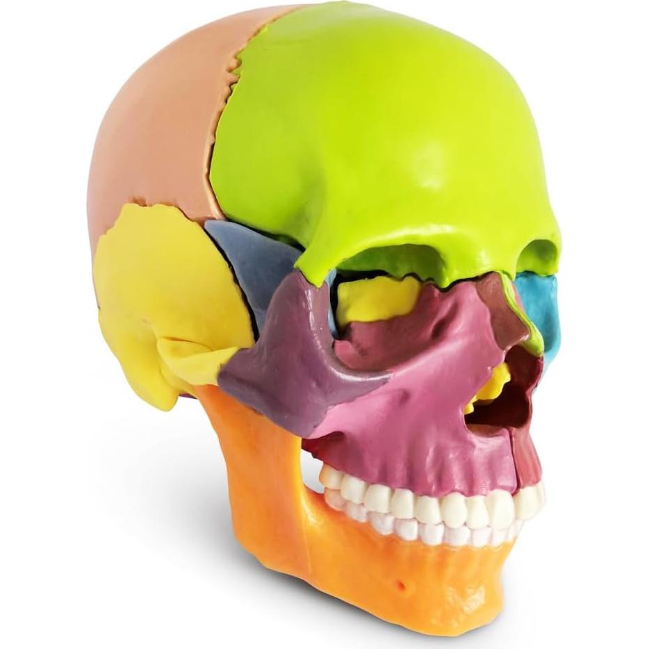 Modelo de Cráneo Humano 15 Piezas NUEVO HORIZONTE Colorido