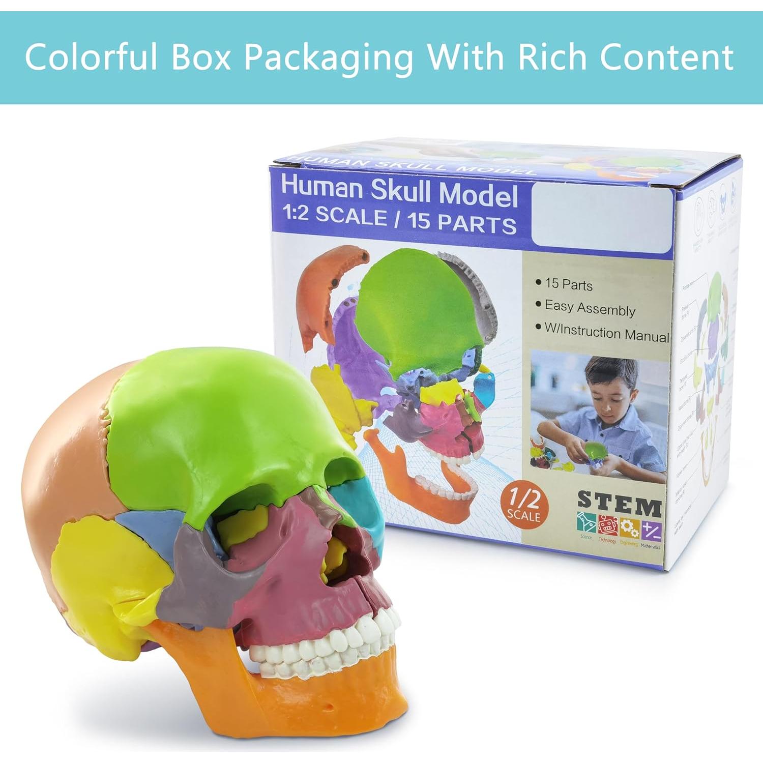 Modelo de Cráneo Humano 15 Piezas NUEVO HORIZONTE Colorido