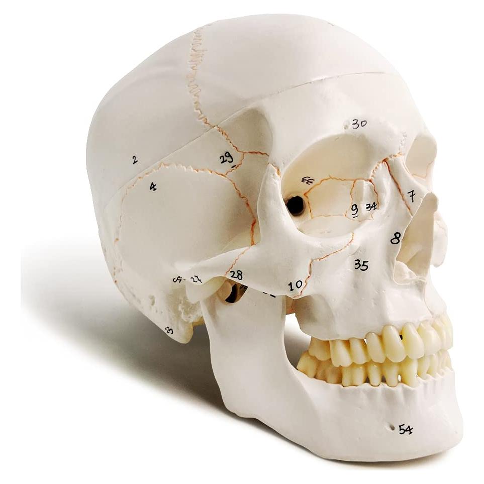 Modelo de Cráneo Humano Evotech 3 Partes 23 cm Calidad Médica