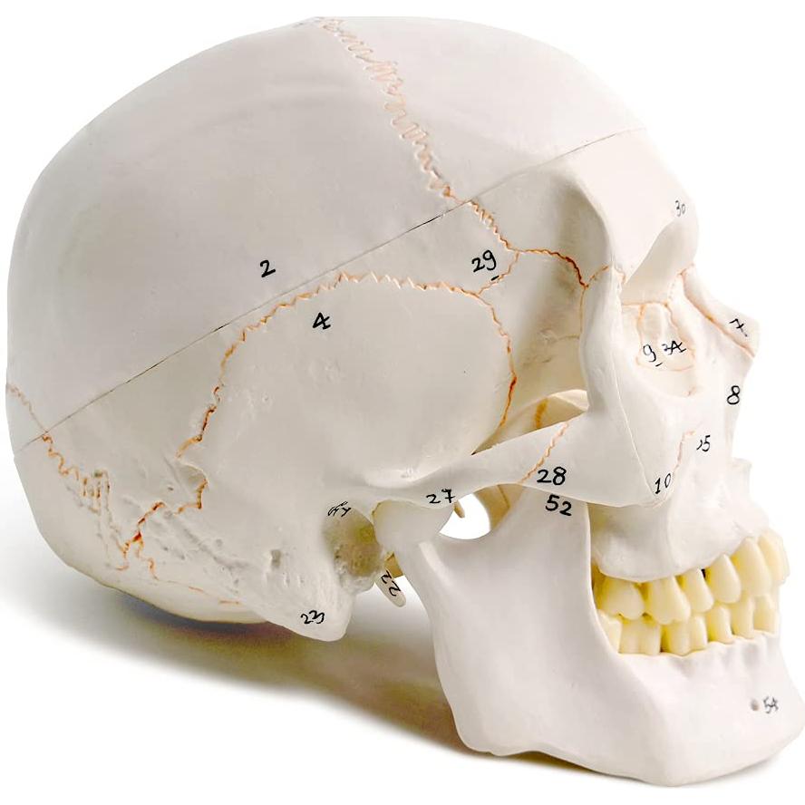 Modelo de Cráneo Humano Evotech 3 Partes 23 cm Calidad Médica