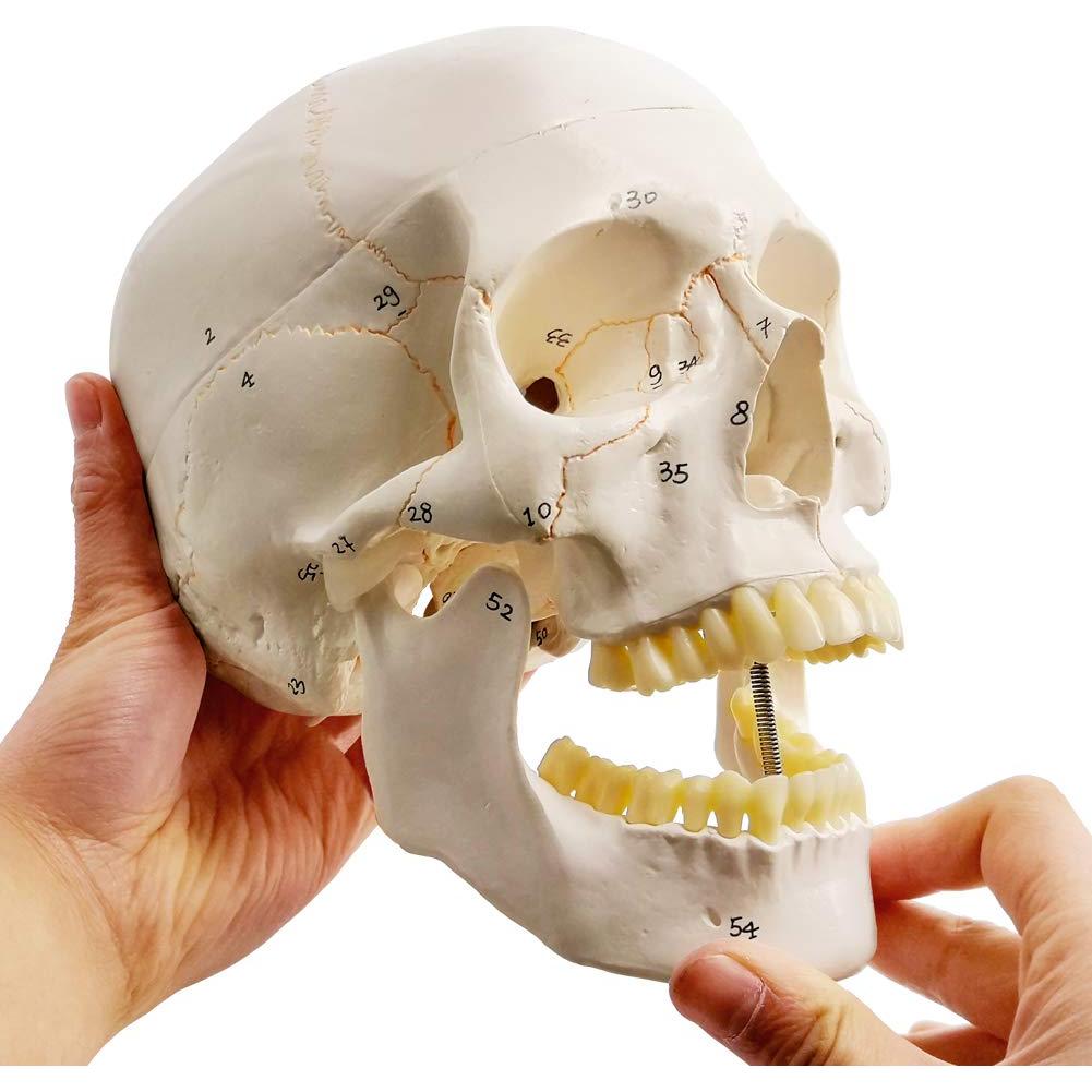 Modelo de Cráneo Humano Evotech 3 Partes 23 cm Calidad Médica