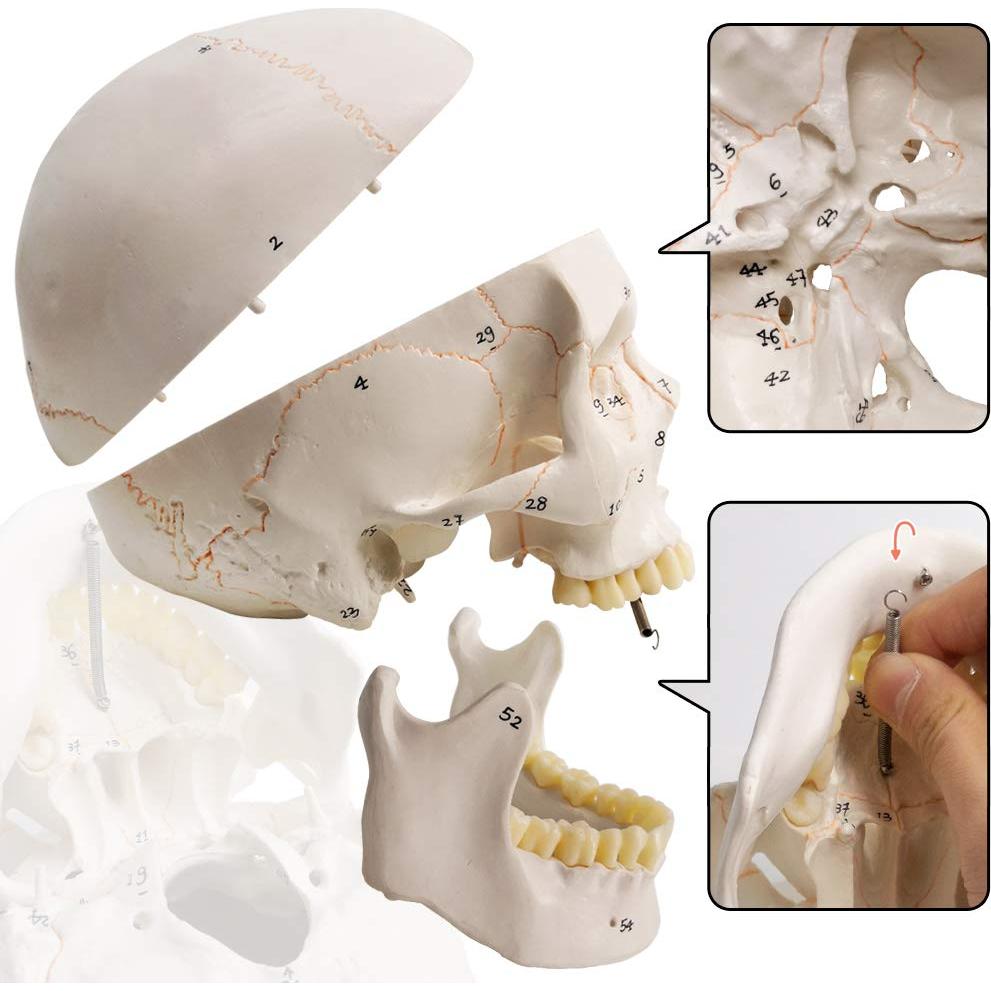 Modelo de Cráneo Humano Evotech 3 Partes 23 cm Calidad Médica