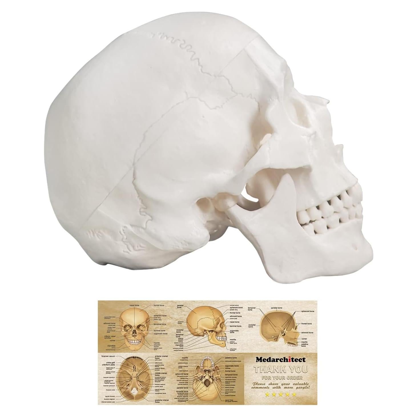 Modelo Anatómico de Cráneo Humano 3 Partes Medarchitect