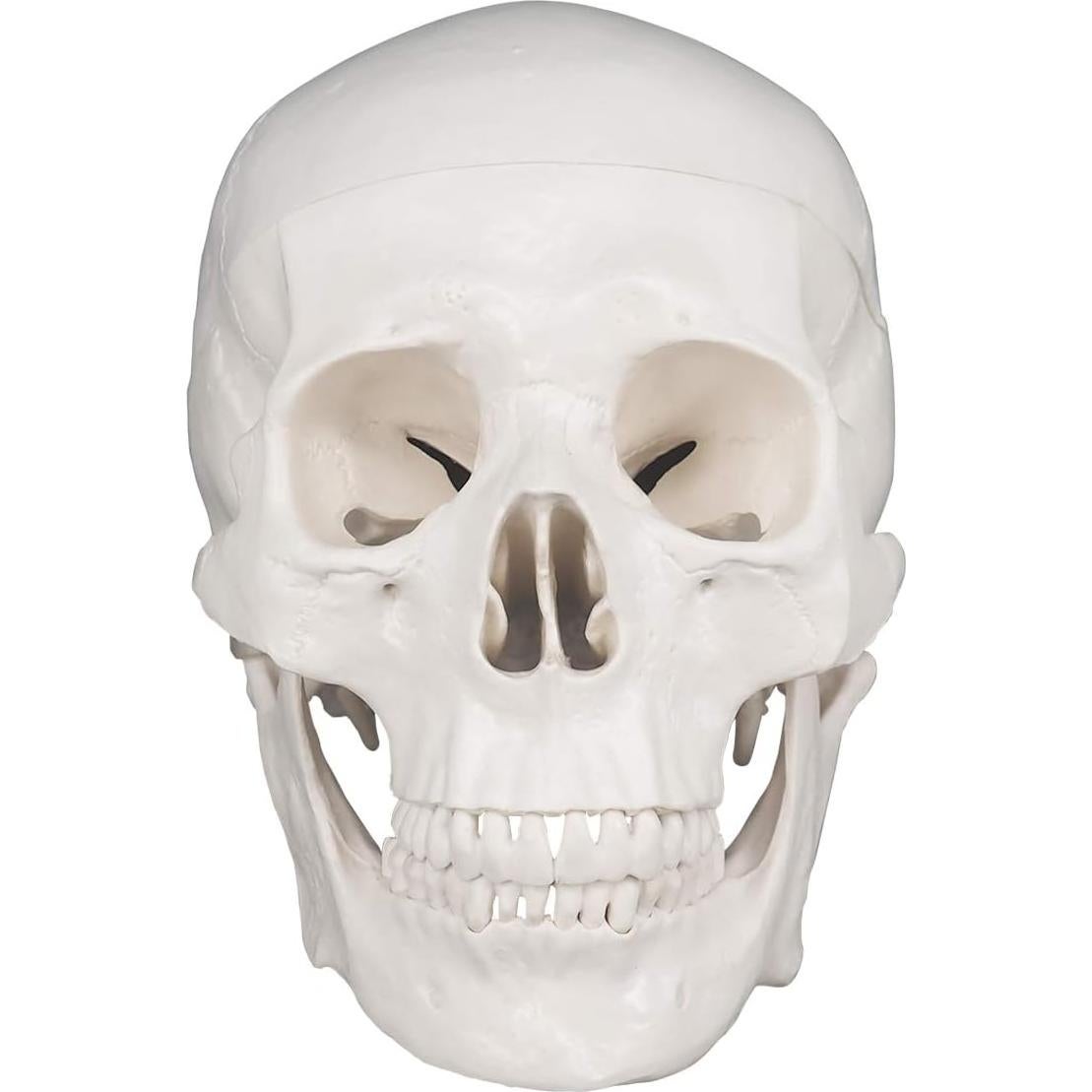 Modelo Anatómico de Cráneo Humano 3 Partes Medarchitect