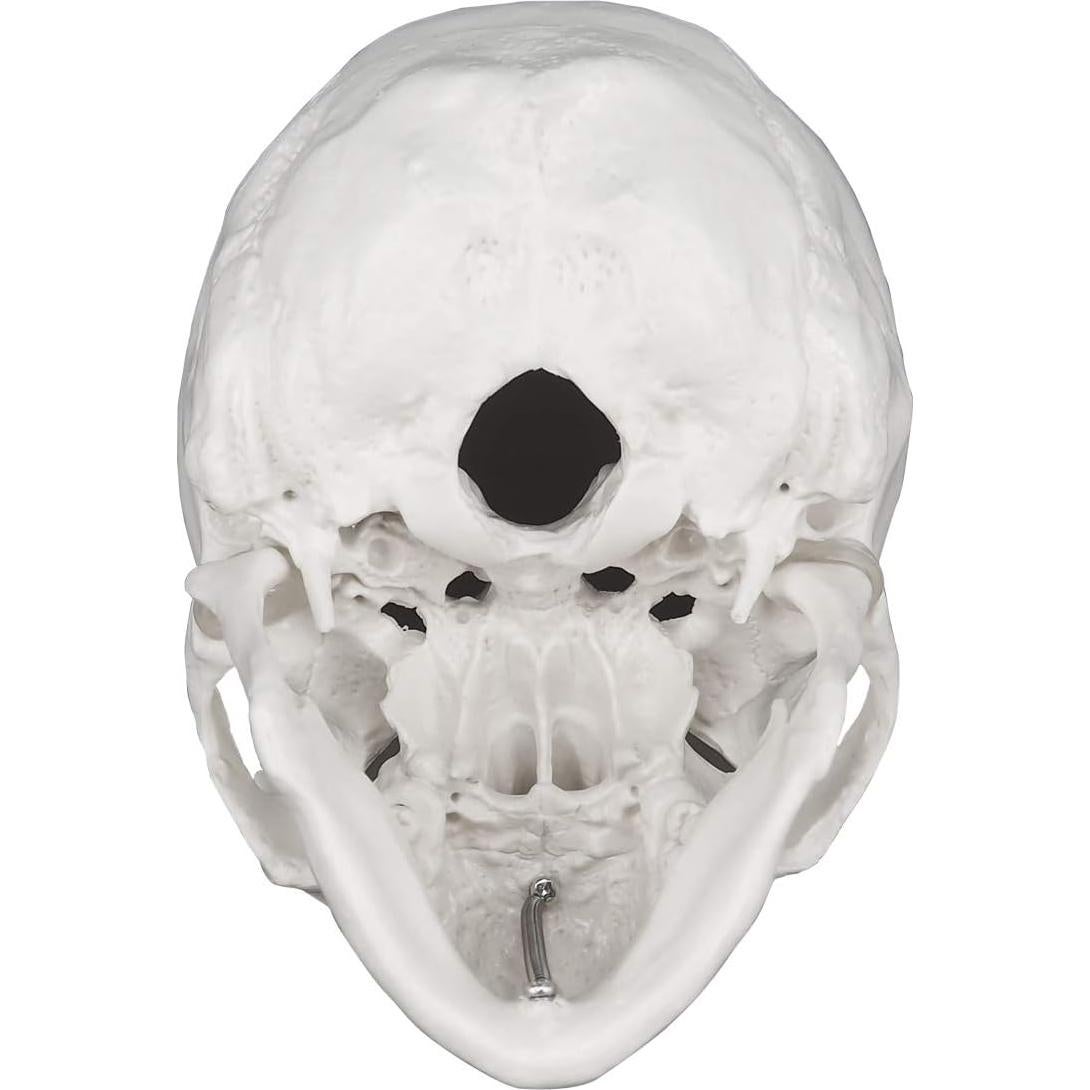 Modelo Anatómico de Cráneo Humano 3 Partes Medarchitect
