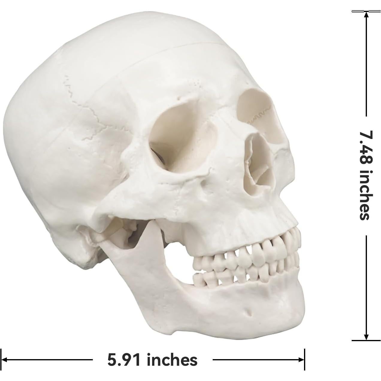 Modelo Anatómico de Cráneo Humano 3 Partes Medarchitect