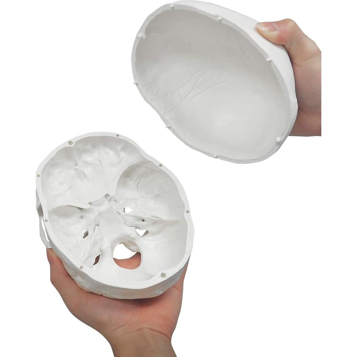 Modelo Anatómico de Cráneo Humano 3 Partes Medarchitect